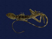 藏品(斯文豪氏攀蜥)的圖片